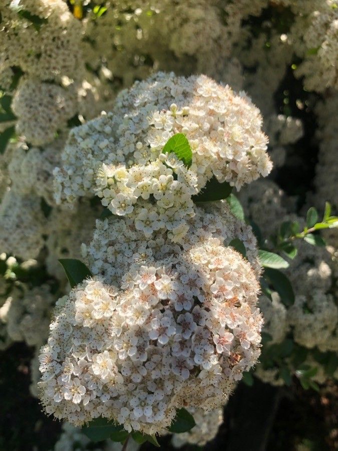 Pyracantha crenatoserrata flower