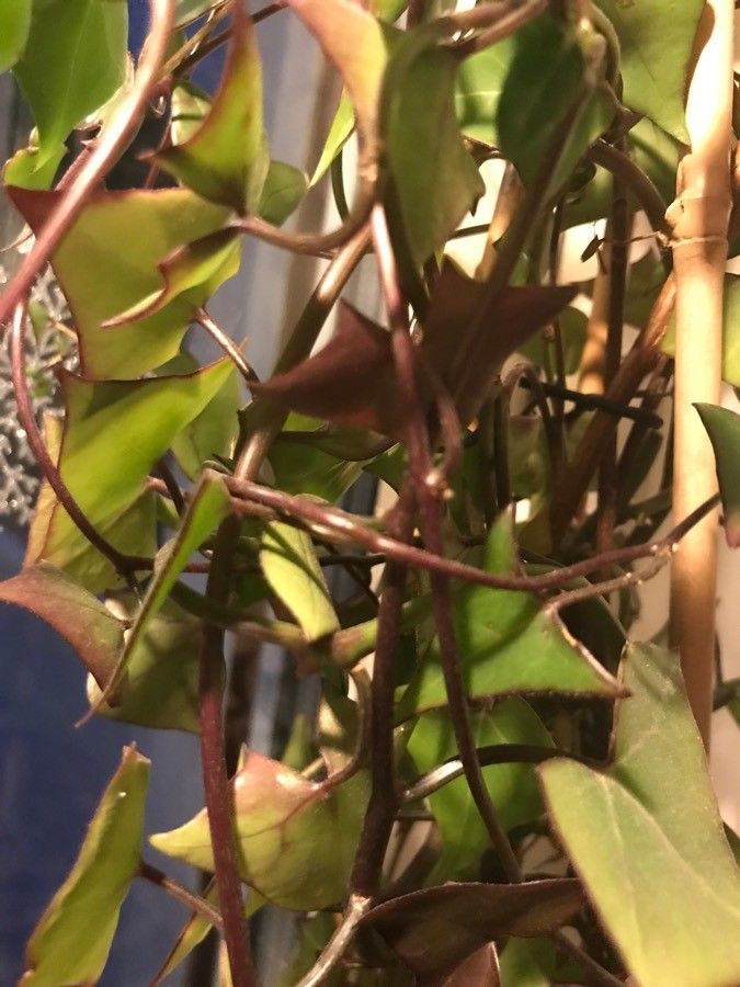 Senecio macroglossus bark