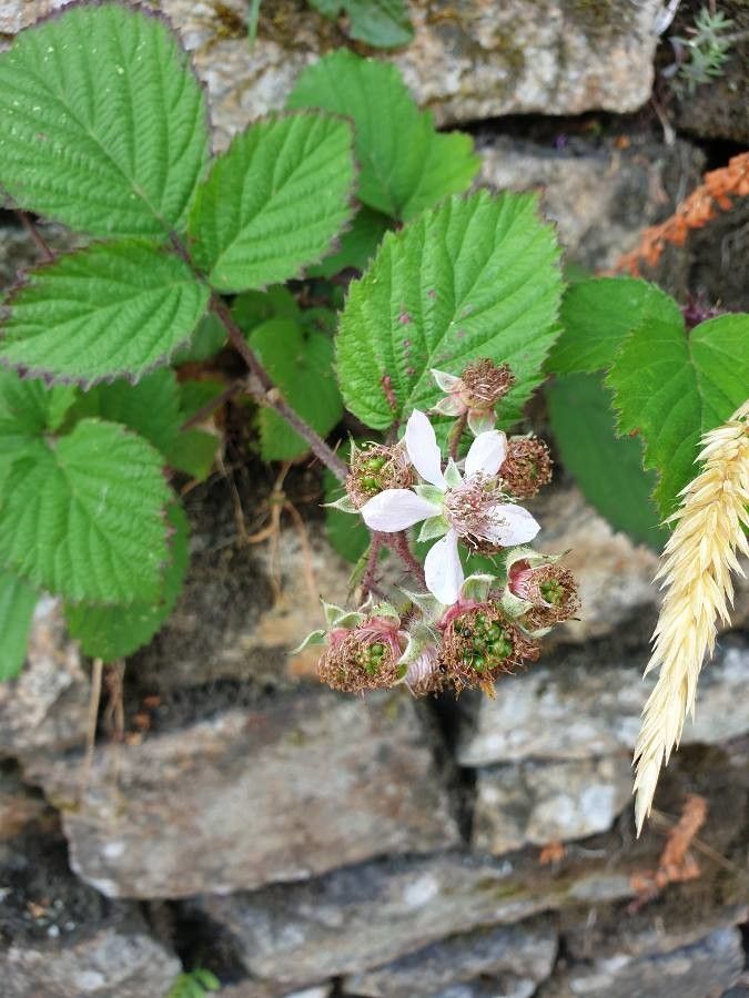 Rubus gratus flower