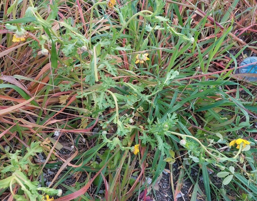 Chrysanthemum segetum habit