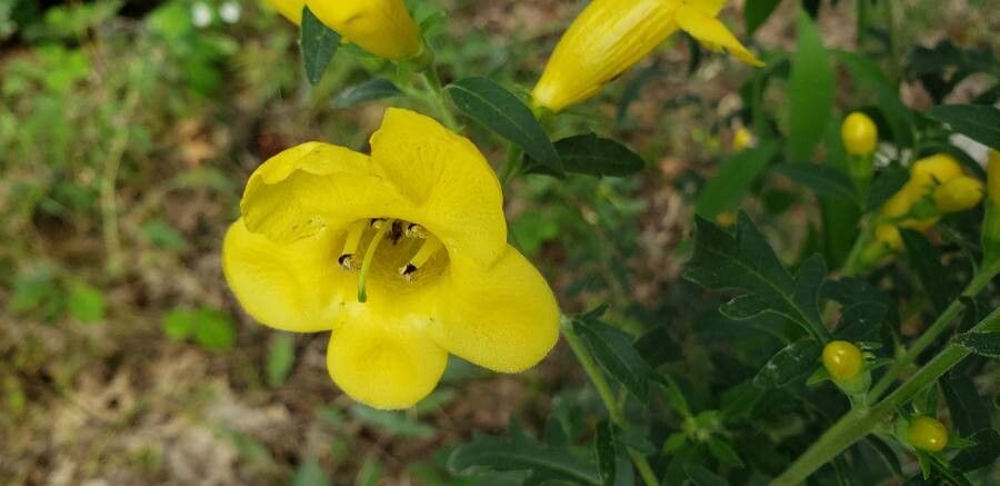 Aureolaria grandiflora flower