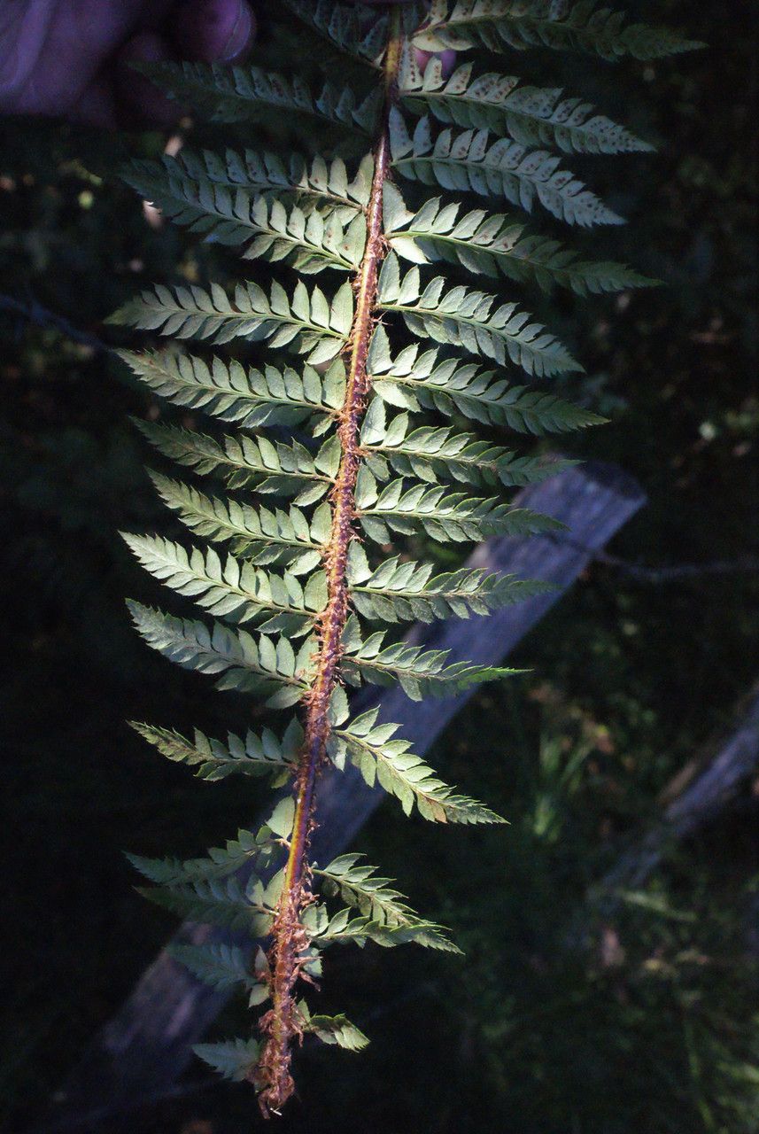 Polystichum x bicknellii — search result for 'Polystichum'