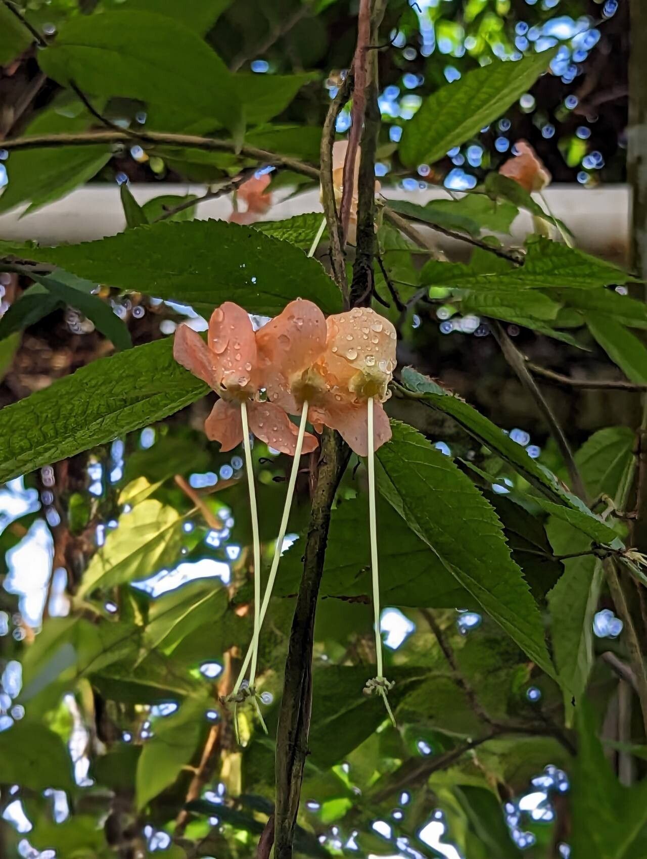 Helicteres macropetala flower