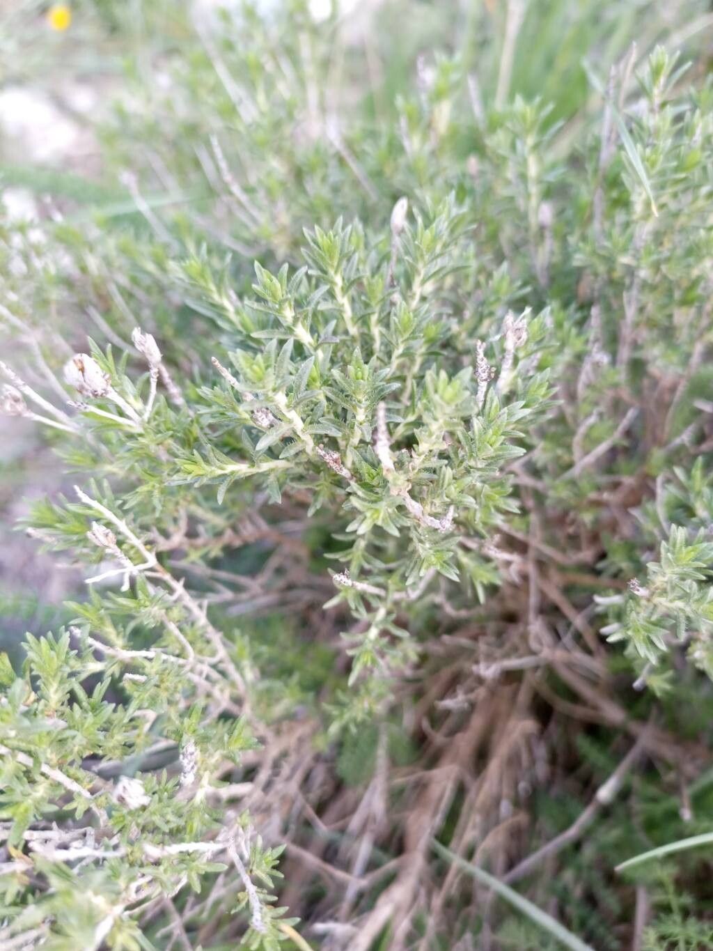 Thymus spinulosus — search result for 'Thymus'