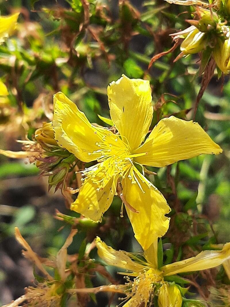 Hypericum annulatum flower