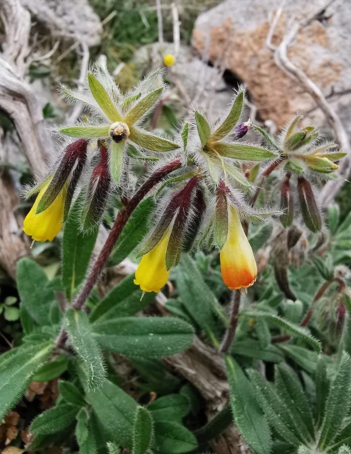 Onosma graeca flower