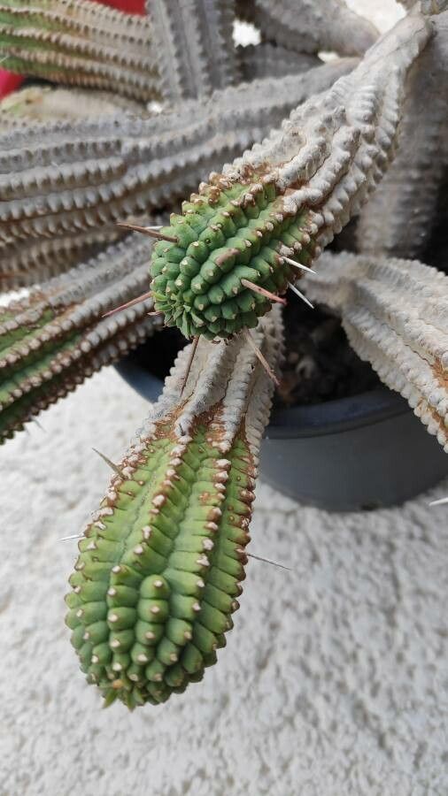Euphorbia mammillaris — search result for 'Euphorbia'