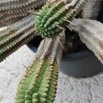 Euphorbia mammillaris