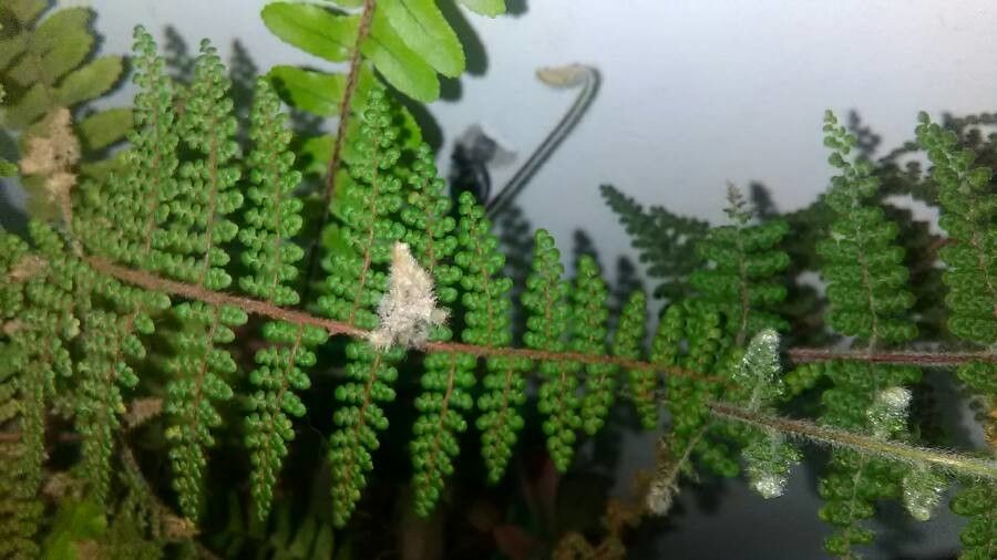 Cheilanthes lendigera — search result for 'Cheilanthes'