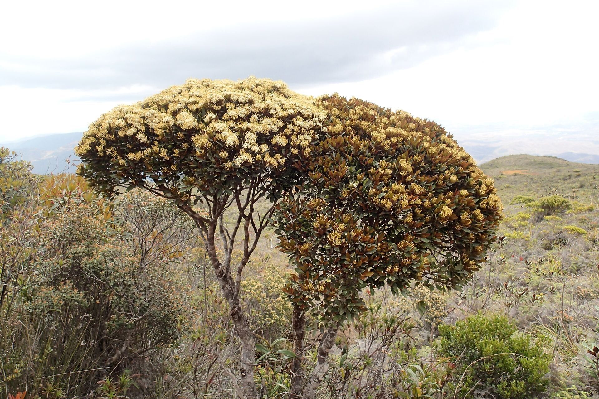 Stenocarpus rubiginosus habit