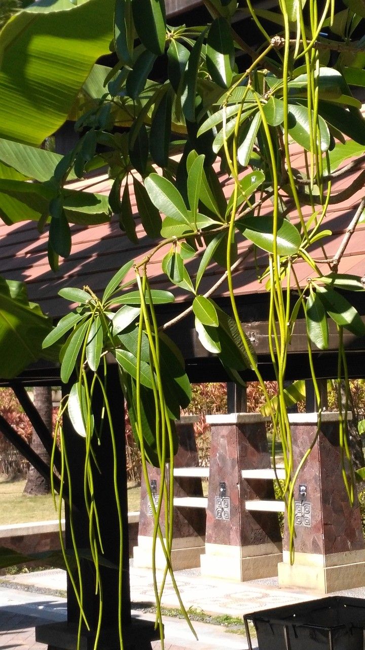 Alstonia scholaris fruit