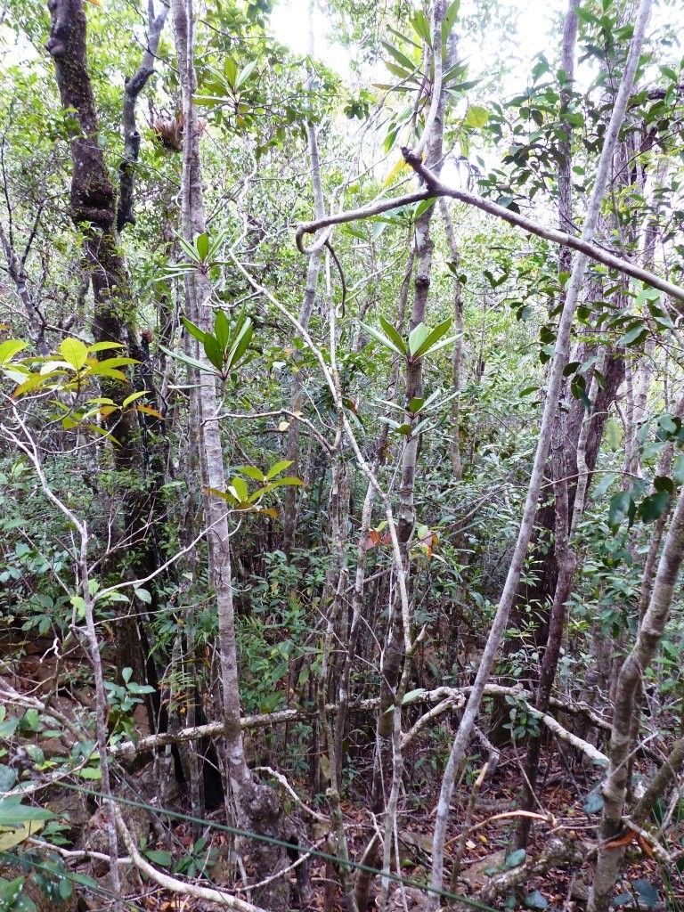 Pittosporum ornatum habit