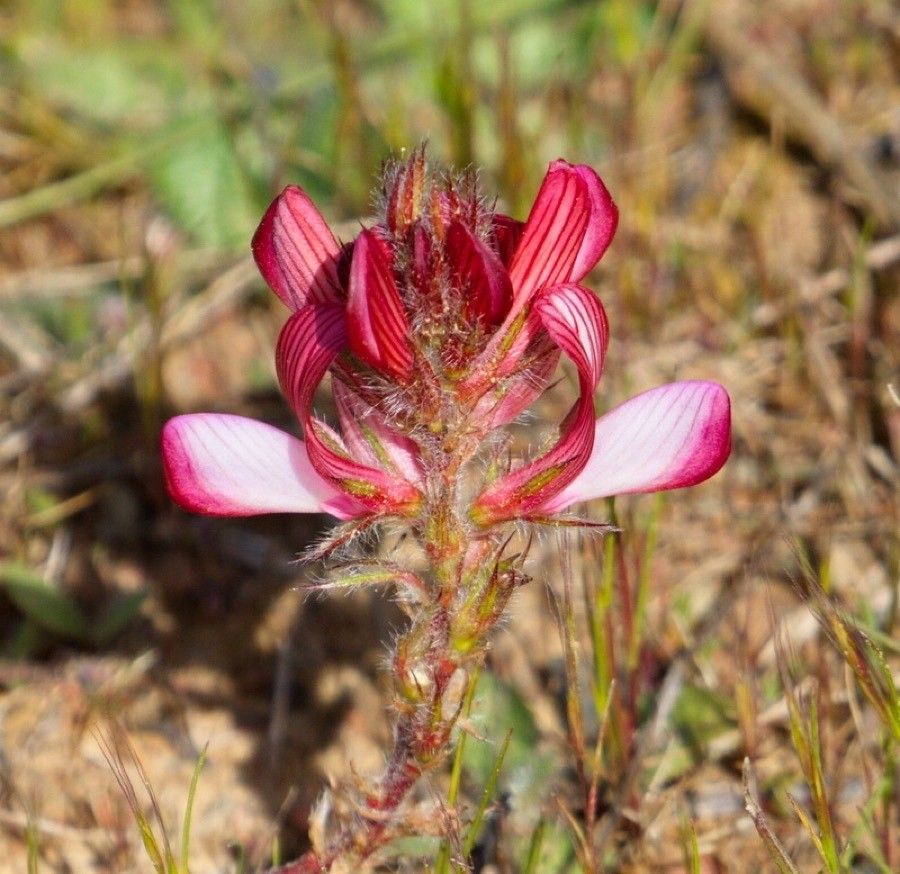 Hedysarum humile flower