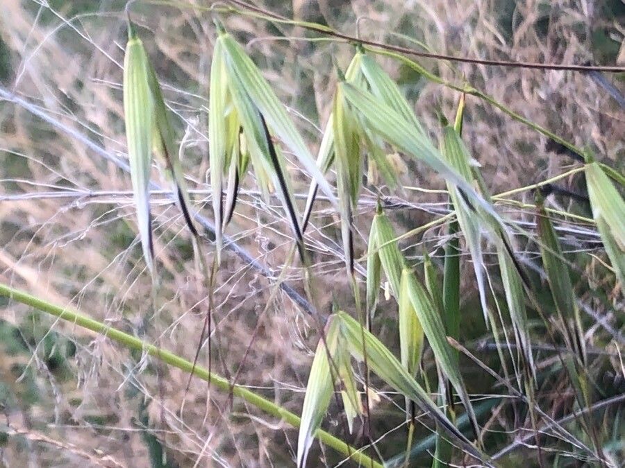 Avena barbata fruit