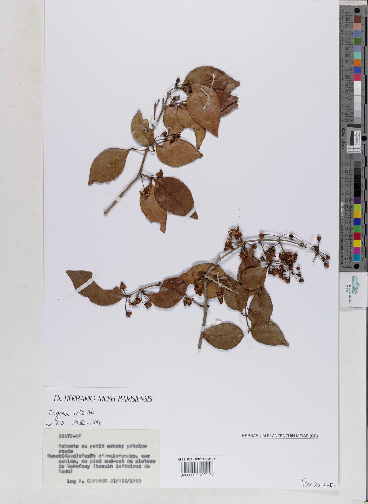 Eugenia vilersii — houseplant care guide