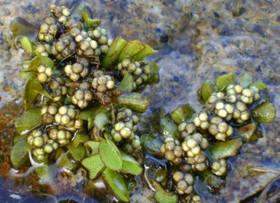 Salvinia natans fruit