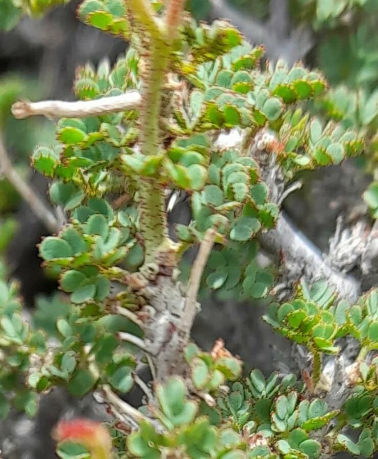 Hoffmannseggia pumilio — related species from the same genus