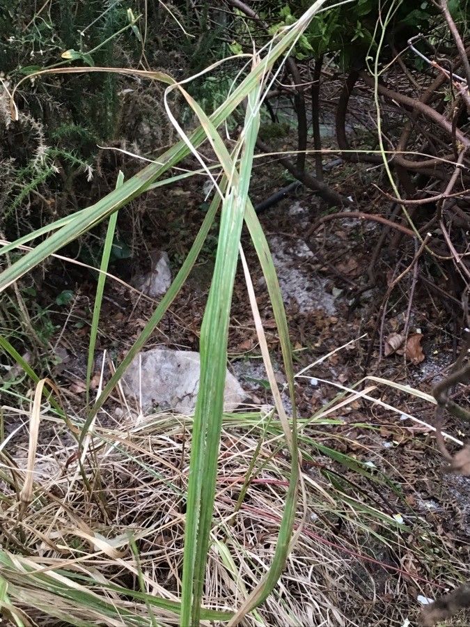 Arrhenatherum longifolium leaf