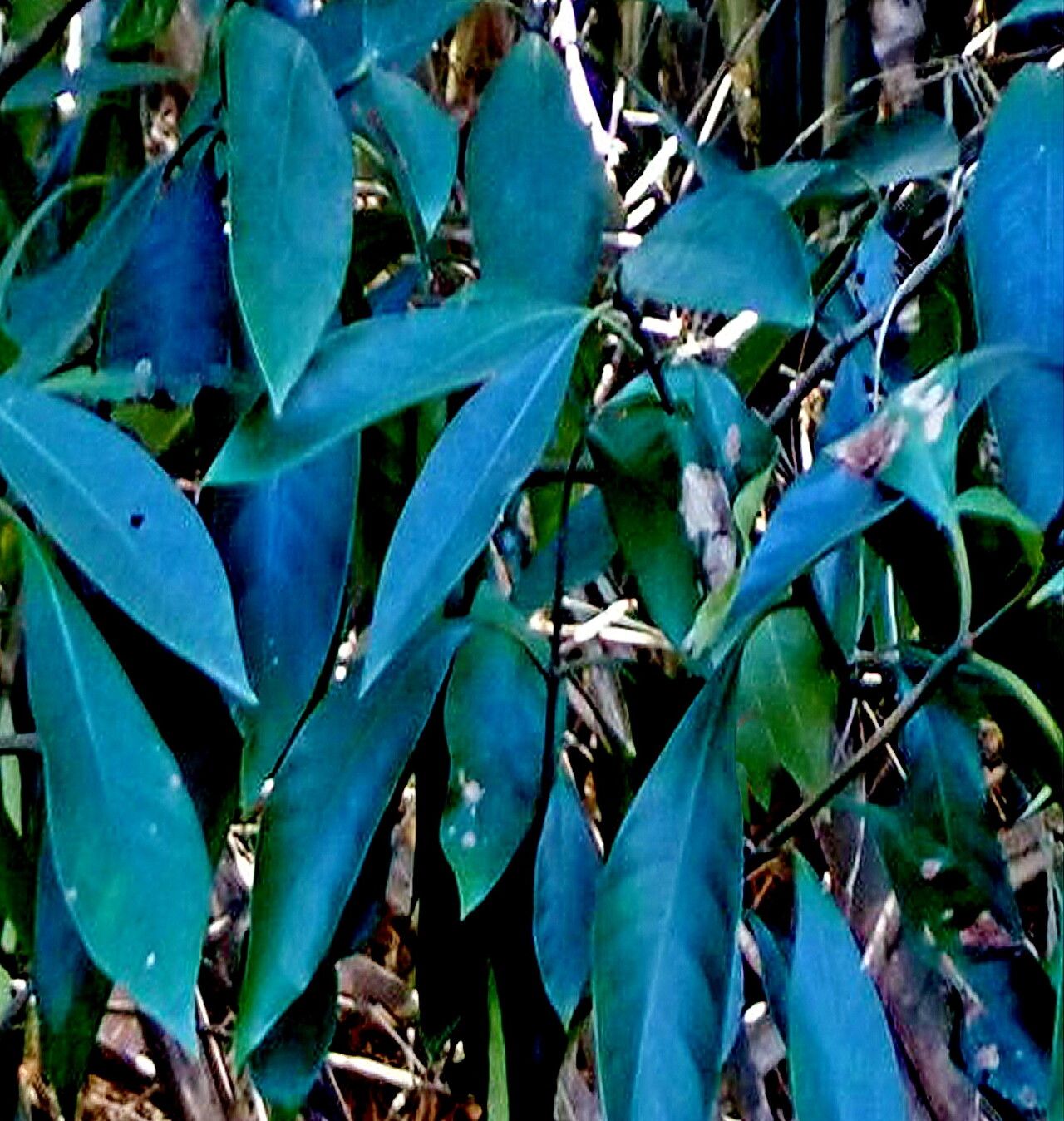 Psychotria glabrata — houseplant care guide