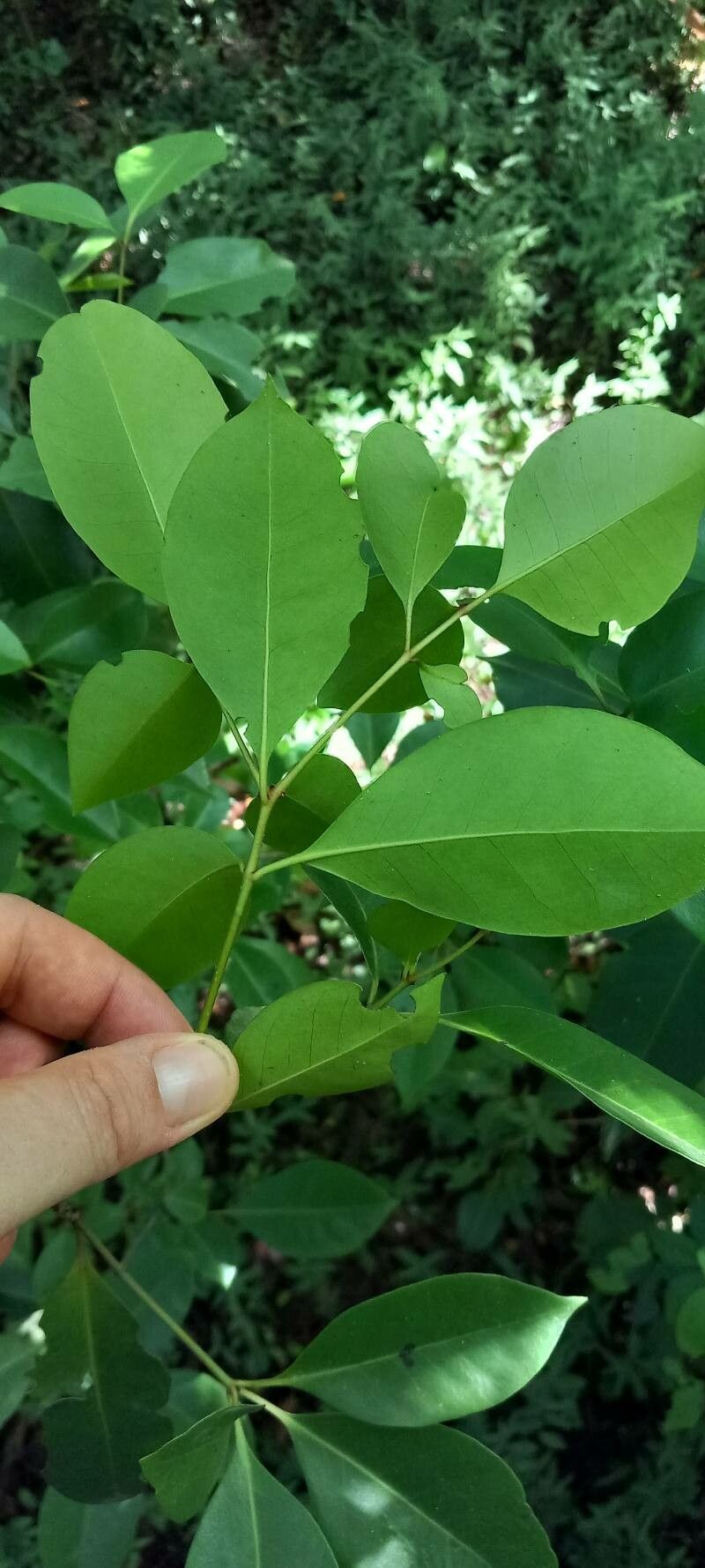 Eugenia ligustrina leaf