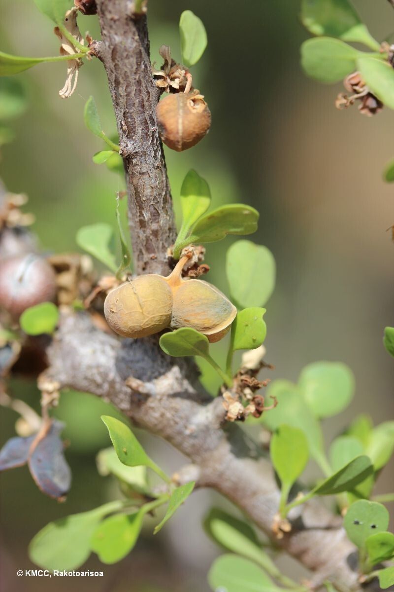 Euphorbia denisii fruit