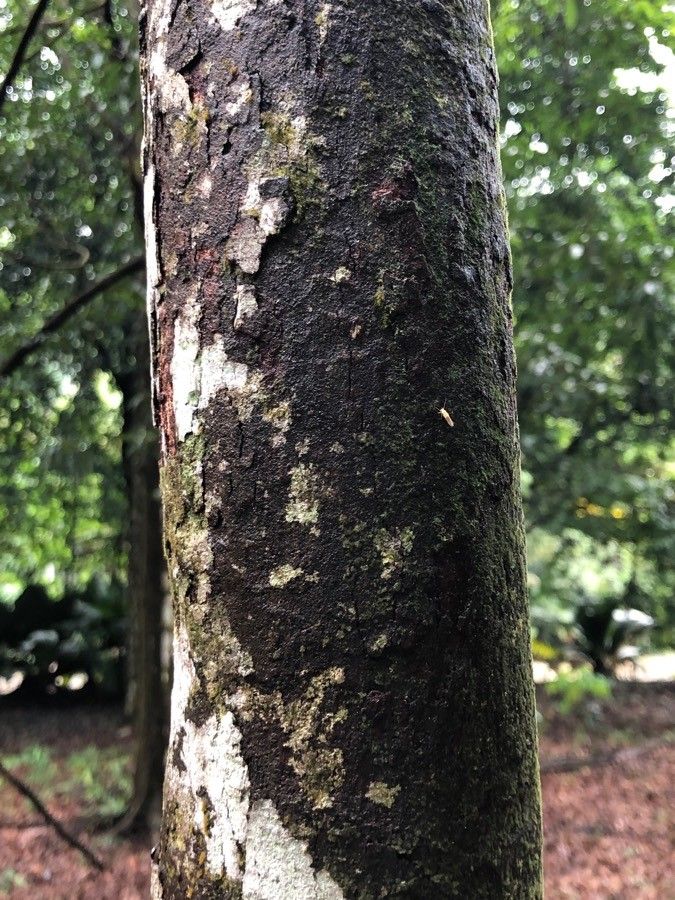 Hopea helferi bark