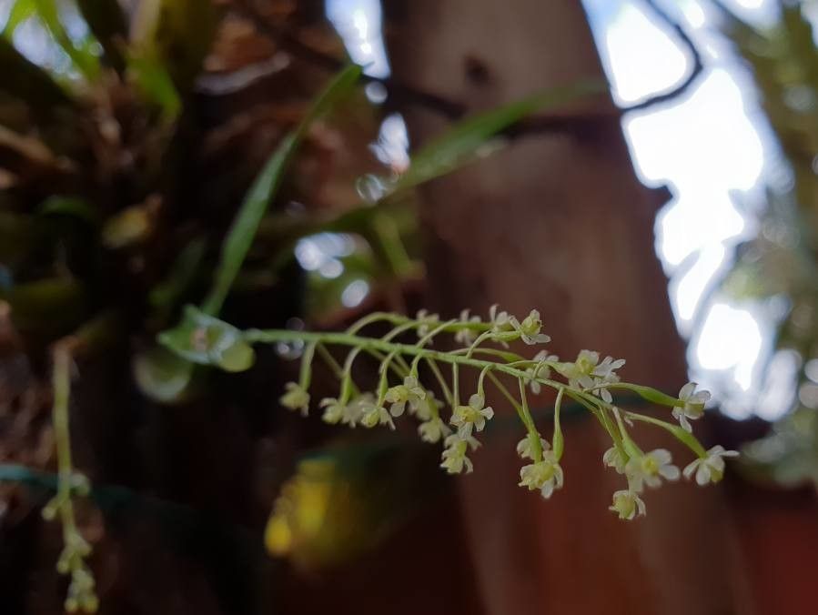 Scaphyglottis micrantha flower