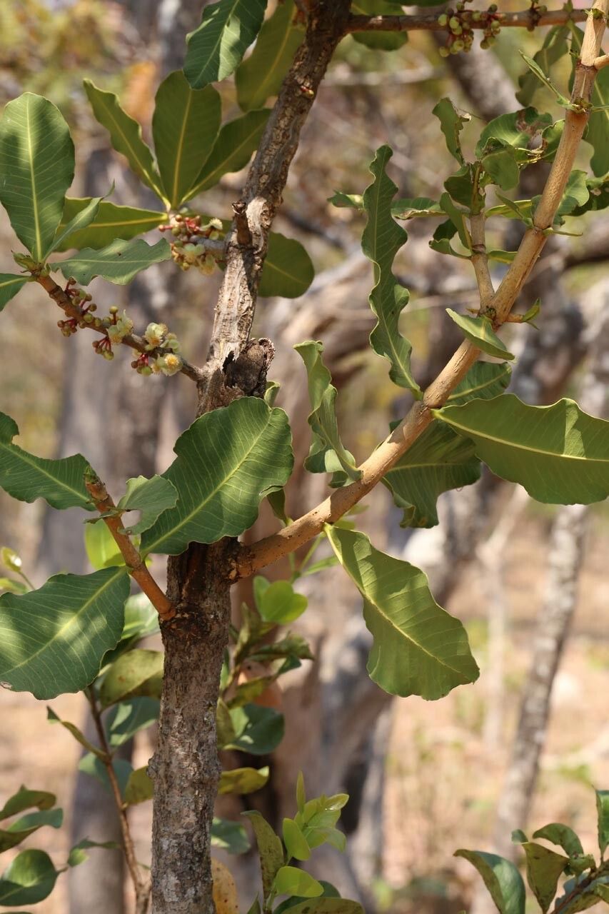 Garcinia pachyclada — houseplant care guide