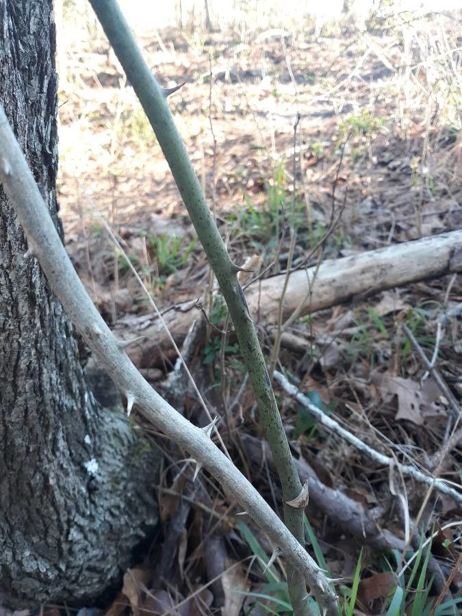 Smilax laurifolia bark