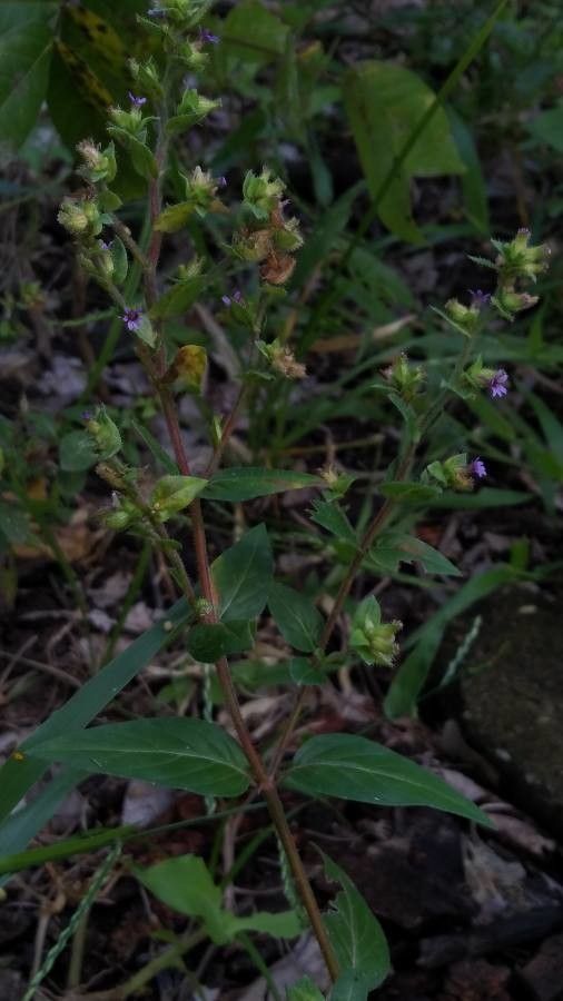 Cuphea carthagenensis habit