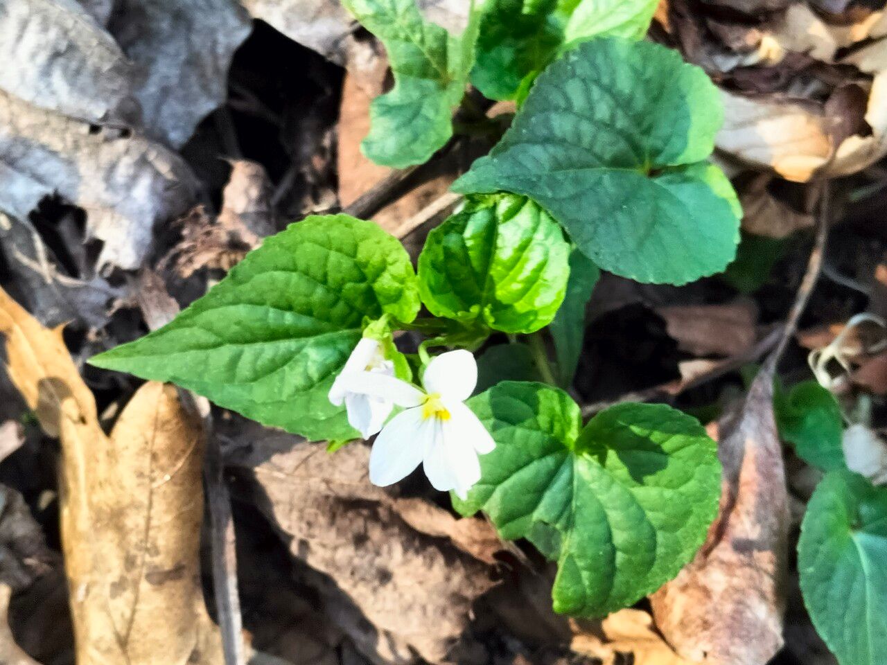 Viola canadensis flower