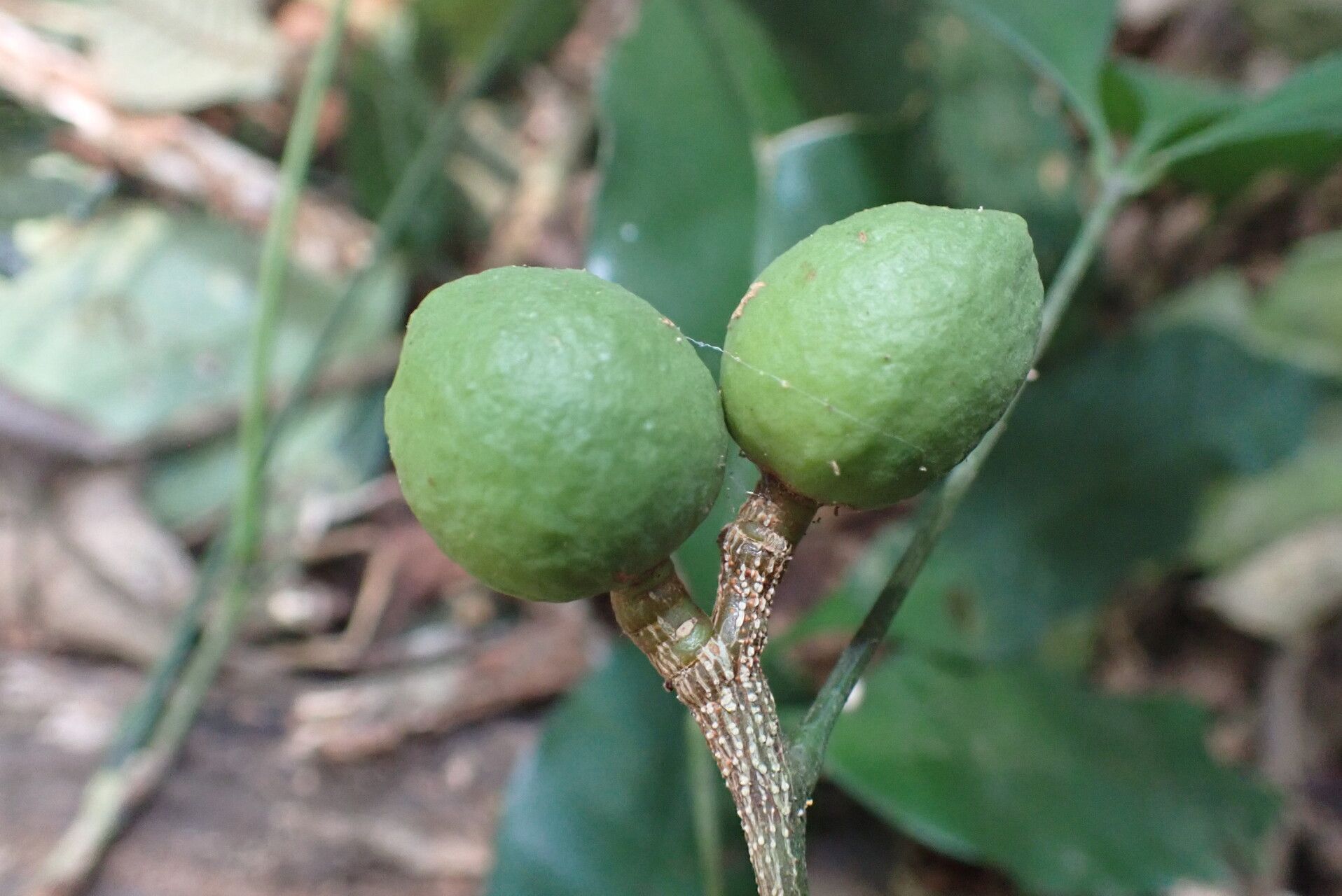 Vepris glaberrima fruit