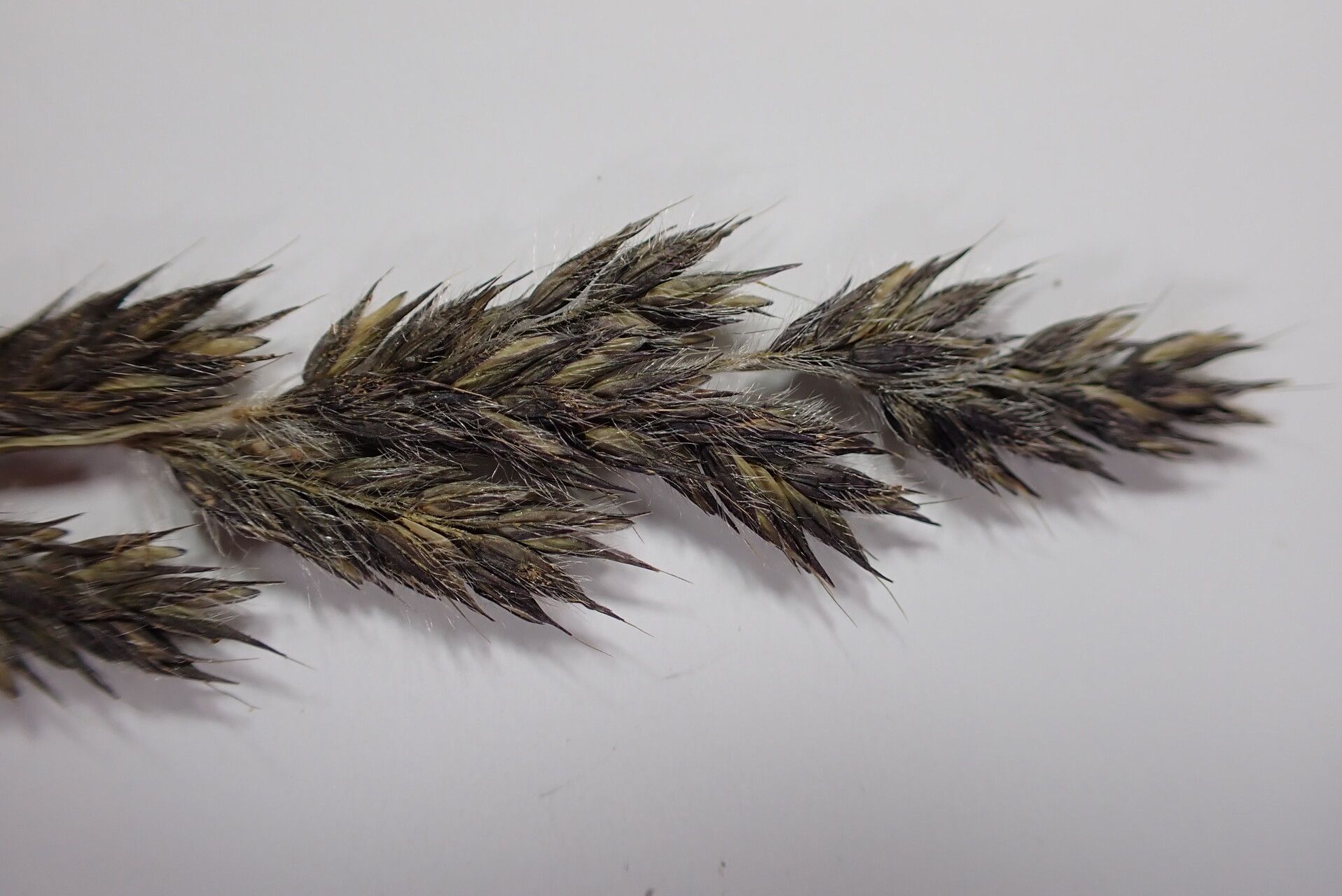 Arundinella hookeri flower