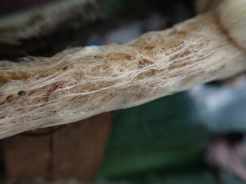 Palisota lagopus bark