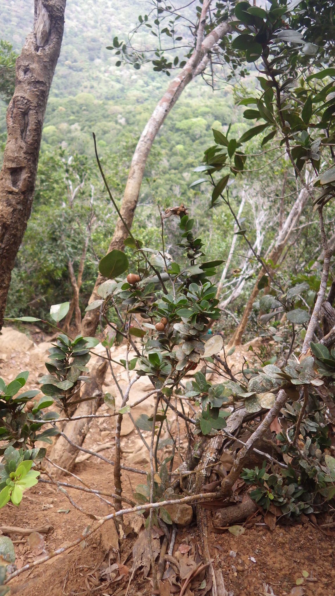 Cynometra mayottensis habit
