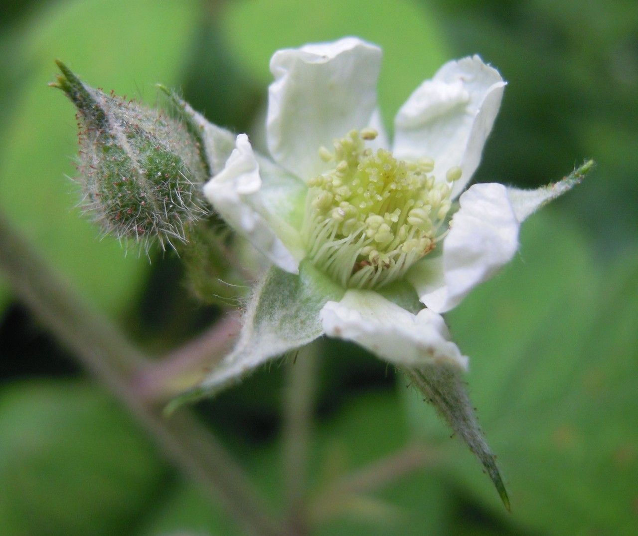 Rubus longithyrsiger flower
