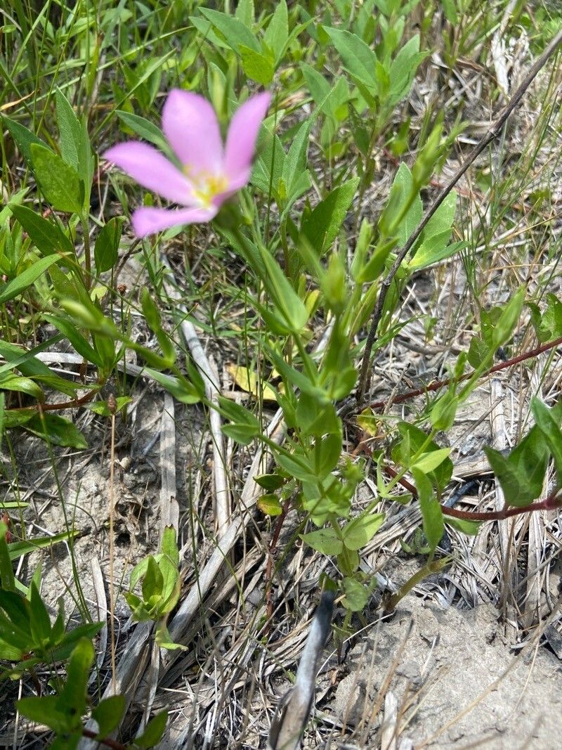 Sabatia campestris — related species from the same genus
