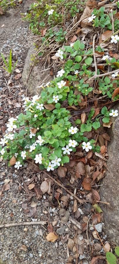 Bacopa repens habit