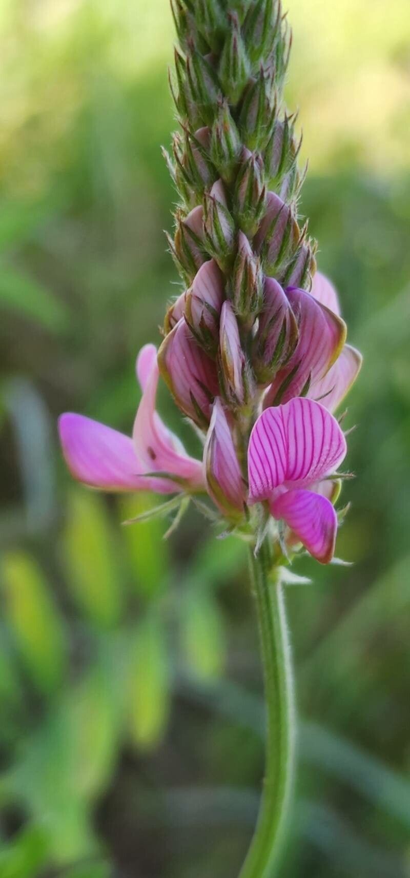 Onobrychis lunata flower