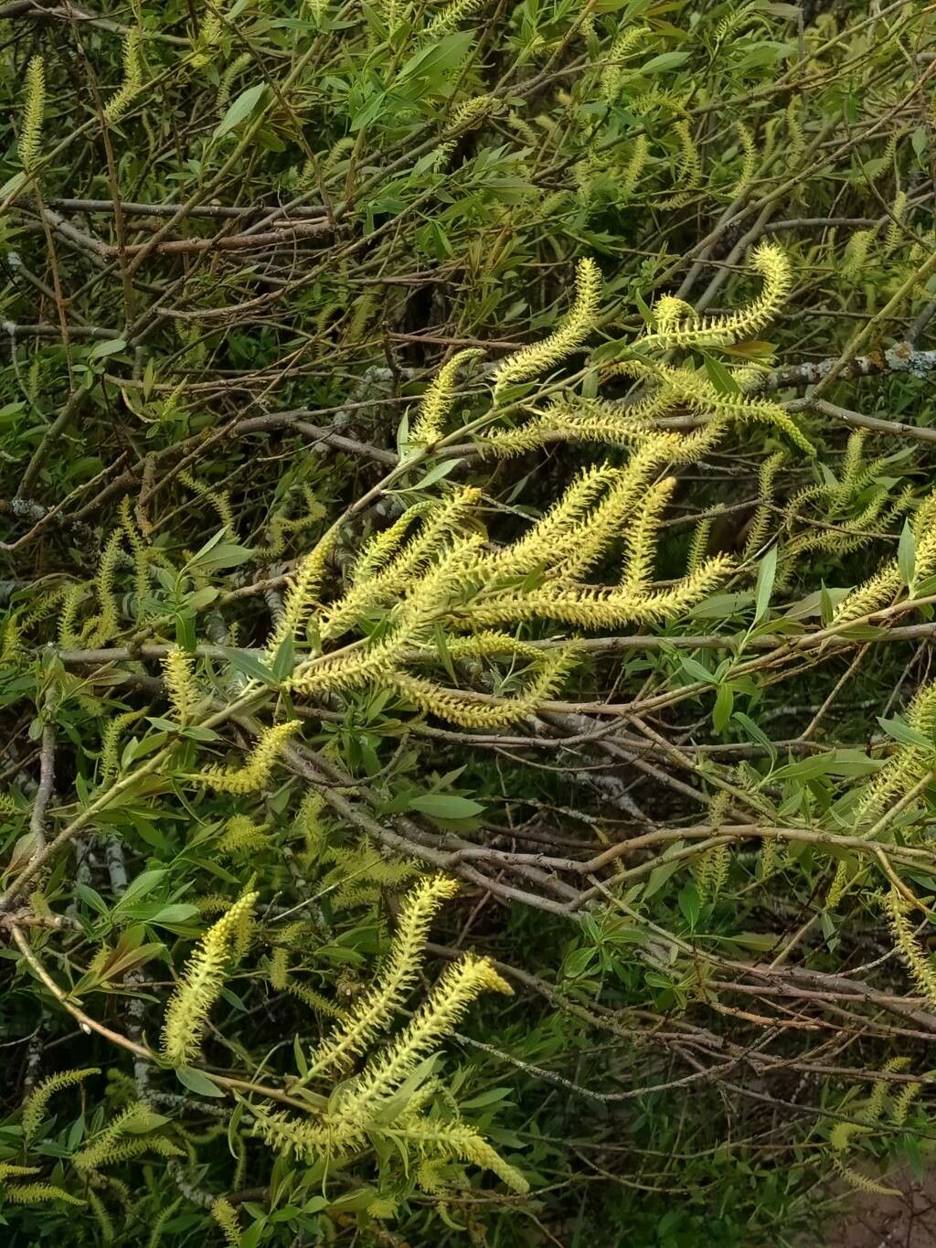 Salix laevigata flower