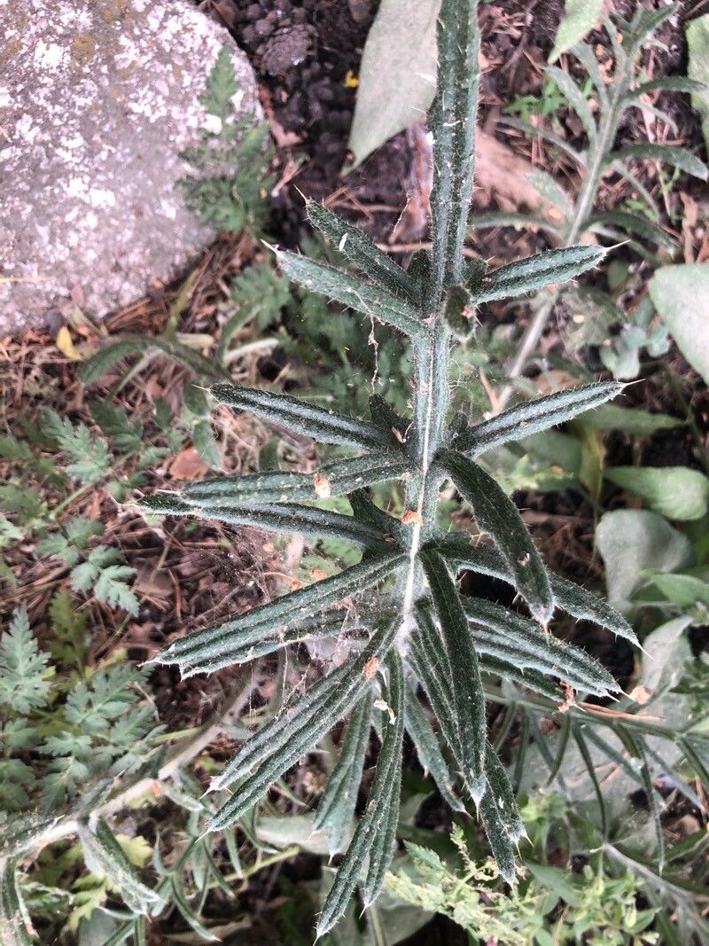 Cirsium odontolepis leaf