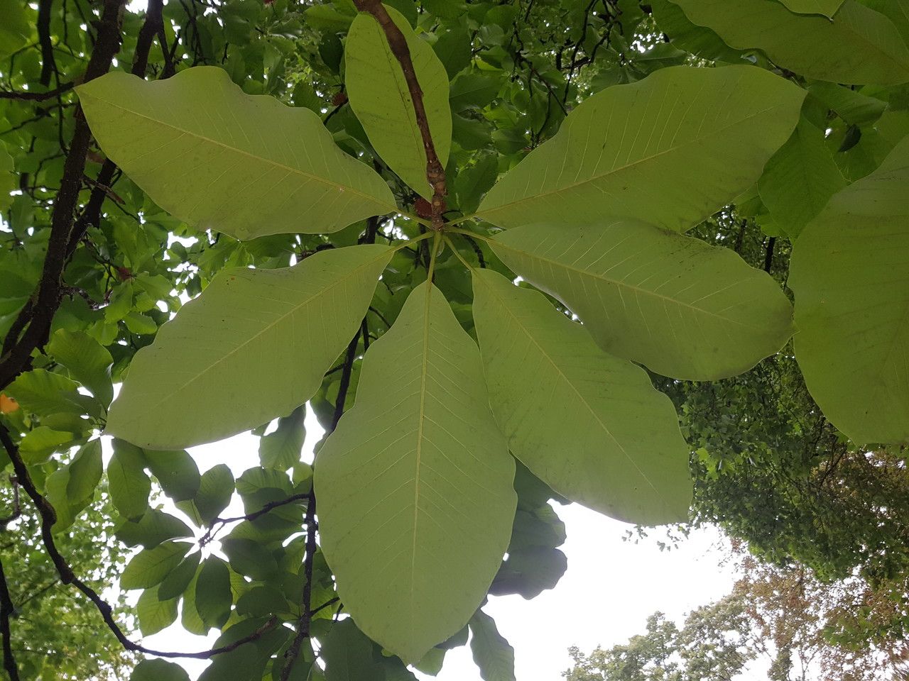 Magnolia macrophylla leaf