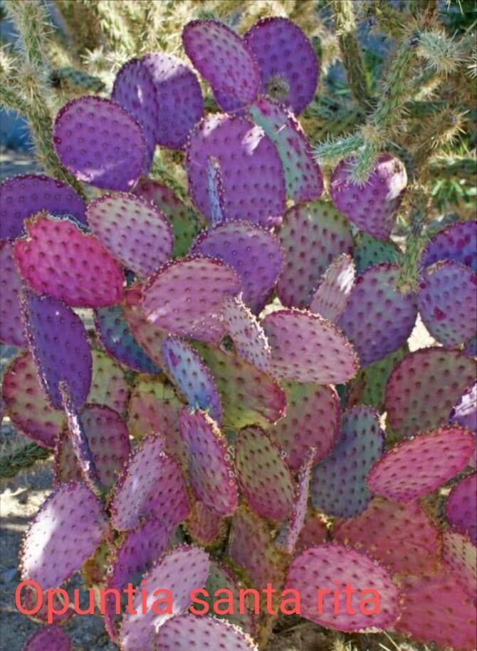 Opuntia santarita — search result for 'Opuntia'