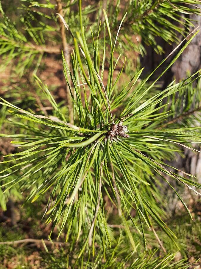Pinus clausa flower