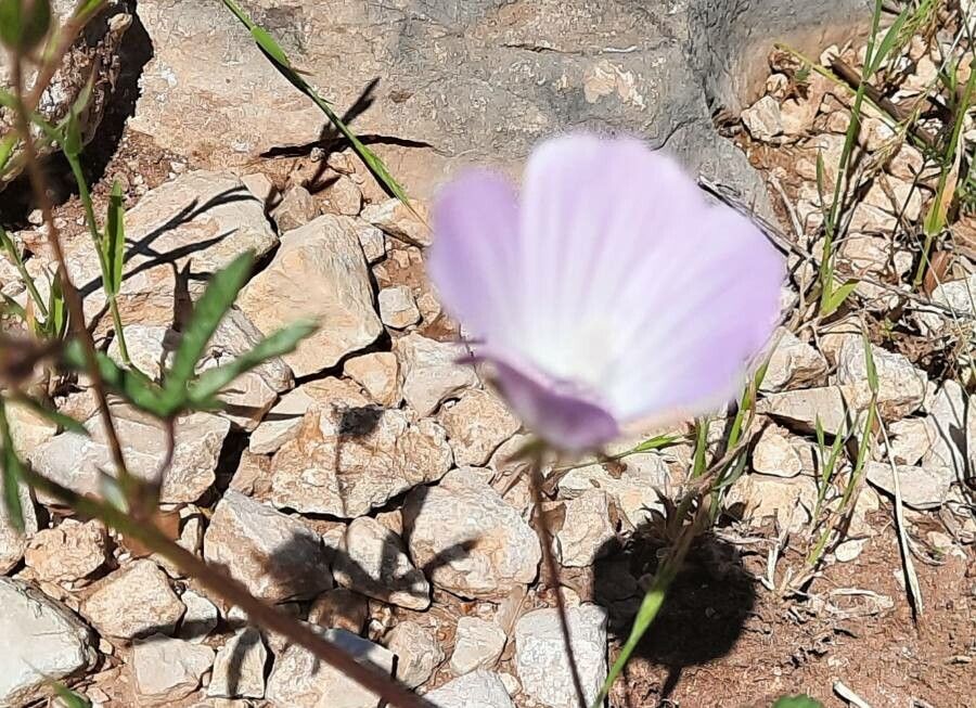 Malva cretica flower