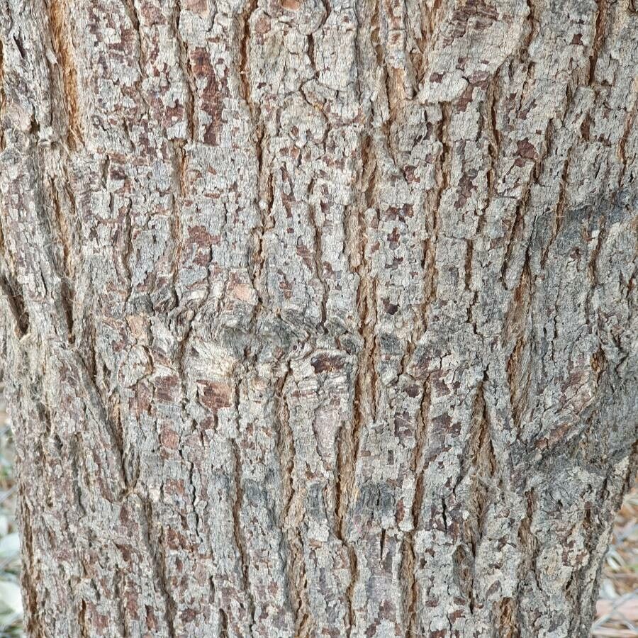 Geijera parviflora bark