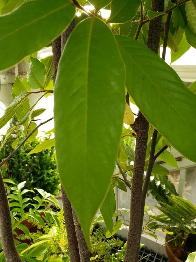 Mitrephora tomentosa — search result for 'Annonaceae'