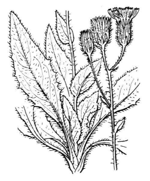 Hieracium virgaurea — houseplant care guide