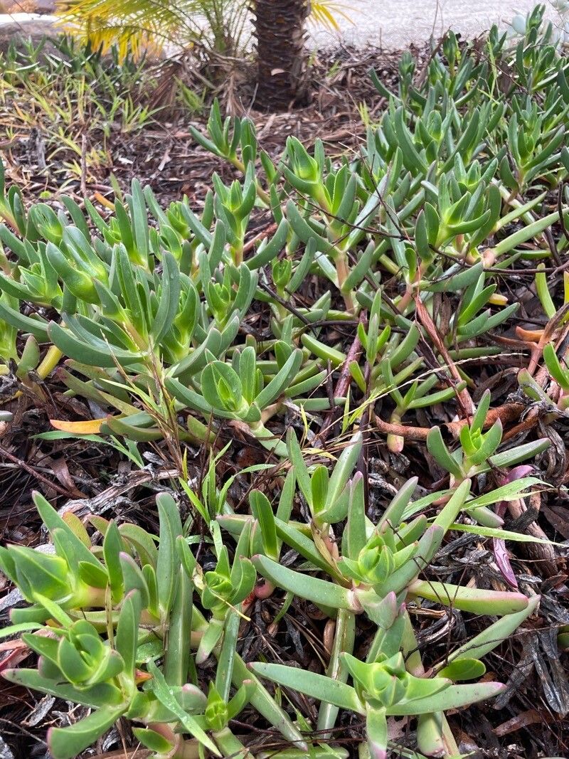 Carpobrotus glaucescens — search result for 'Carpobrotus'
