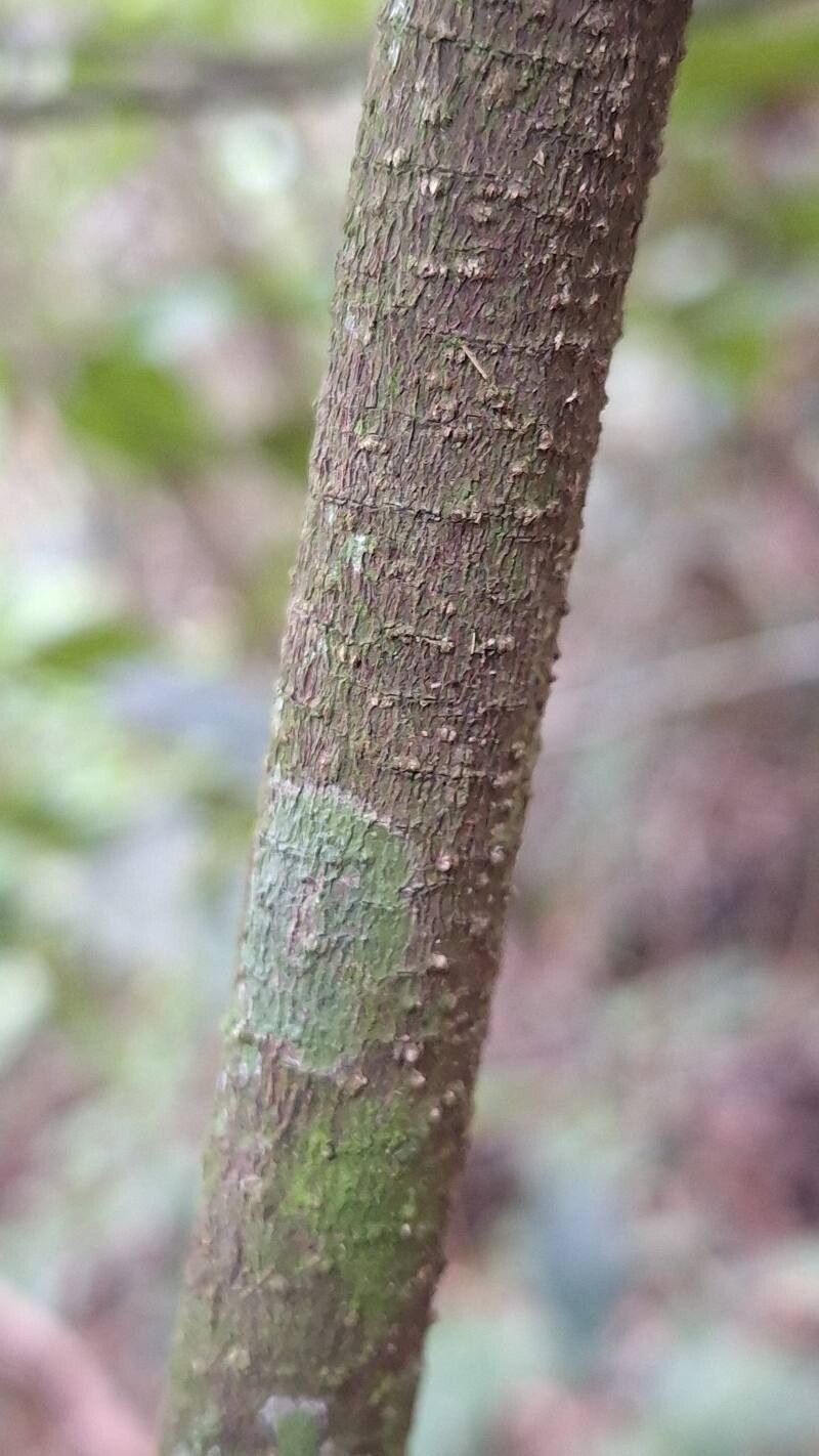 Morisonia frondosa bark